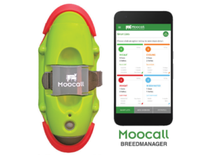 Moocall_sensor_detecteur_velage